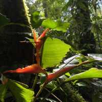 Tirimbina hikes and lodge