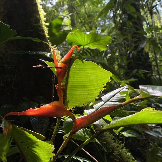 Tirimbina hikes and lodge