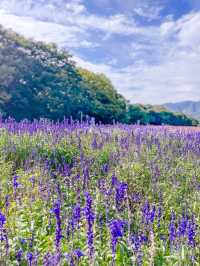 꽃잔치가 열린 상림공원💜