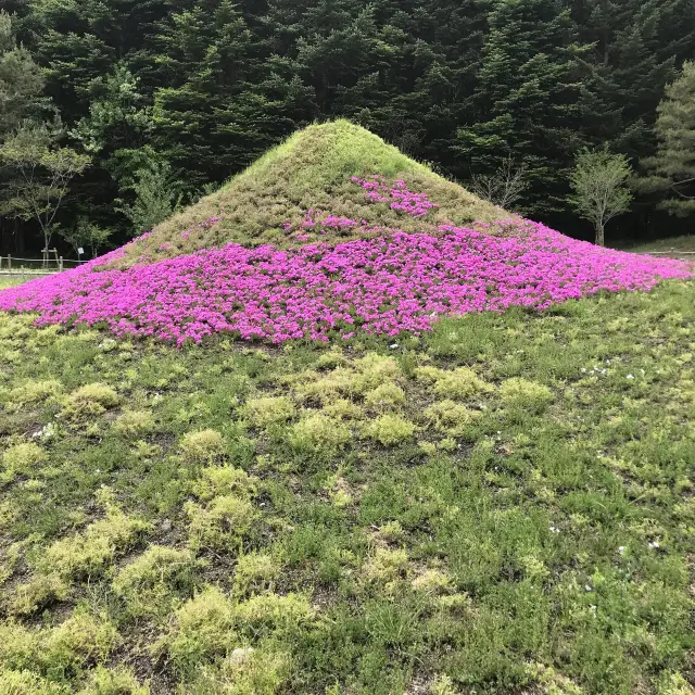 一年一度富士芝櫻祭