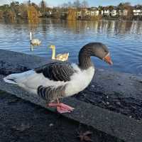 #park #nature #swans #familyday