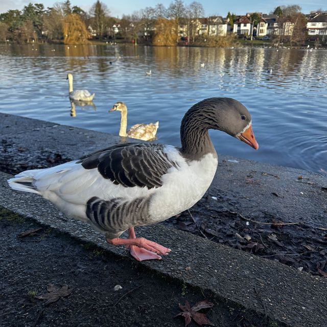 #park #nature #swans #familyday