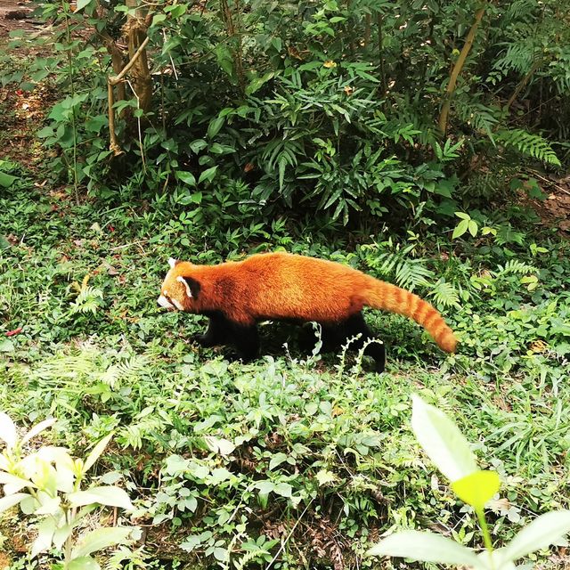 China Bucket list: Pandas & babies ticked!! 