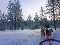 Husky-Sledding in Rovaniemi, Finland🇫🇮✈️❄️