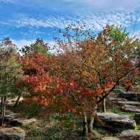 Haiwan Forest- Pet friendly & in Shanghai