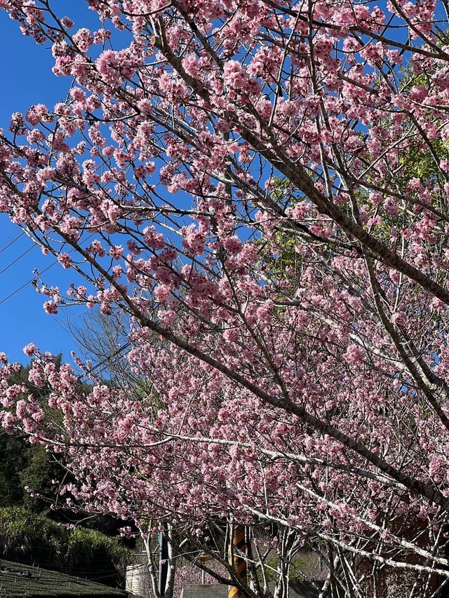 Spring in Alishan