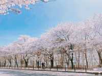 South Korea 🇰🇷 Seoul's best cherry blossom 🌸 viewing spots ~ Let's meet up in spring.