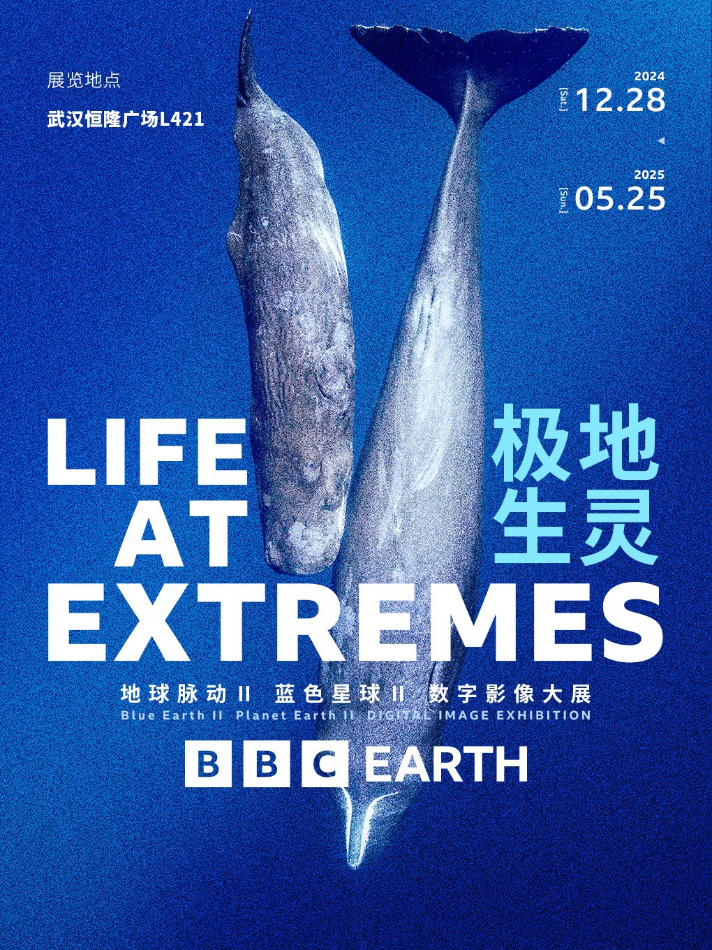 英國BBC EARTH極地生靈數字影像大展｜展覽休閒 | 武漢恆隆廣場L421