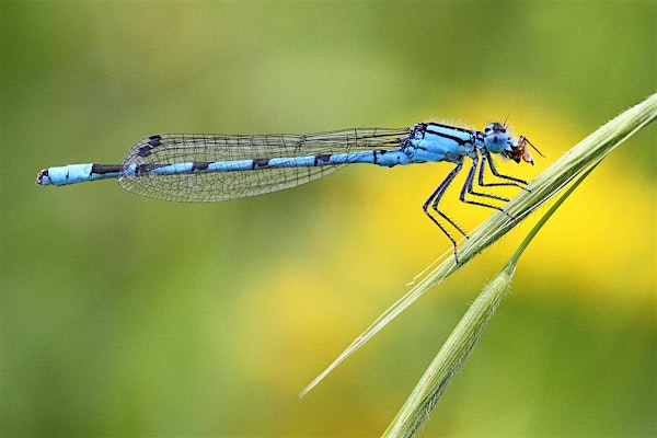 Late Summer Guided Walk (ECC2816) | Carlton Marshes Nature Reserve & Visitor Centre