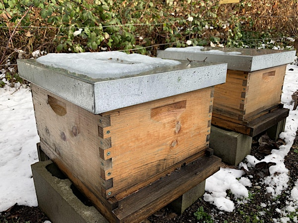 No Freeze Bees Workshop | Honeybee Centre
