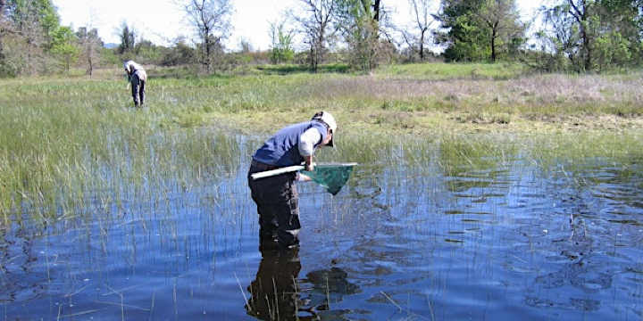 Rare Pond Species Survey Techniques Workshop | Laguna de Santa Rosa Foundation