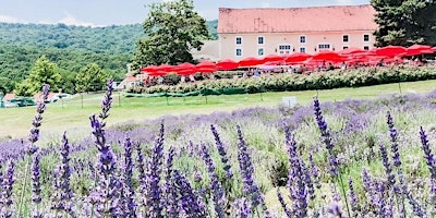 Maryland Lavender Festival at Springfield Manor SUNDAY June 14 | Springfield Manor Winery Distillery Brewery