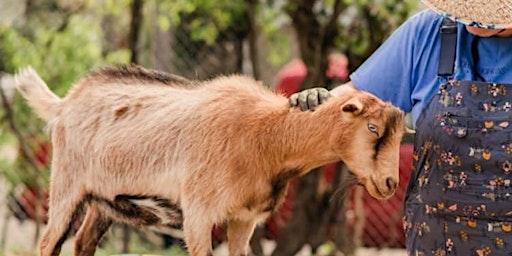 Animal Husbandry in Baltimore City | Filbert Street Garden