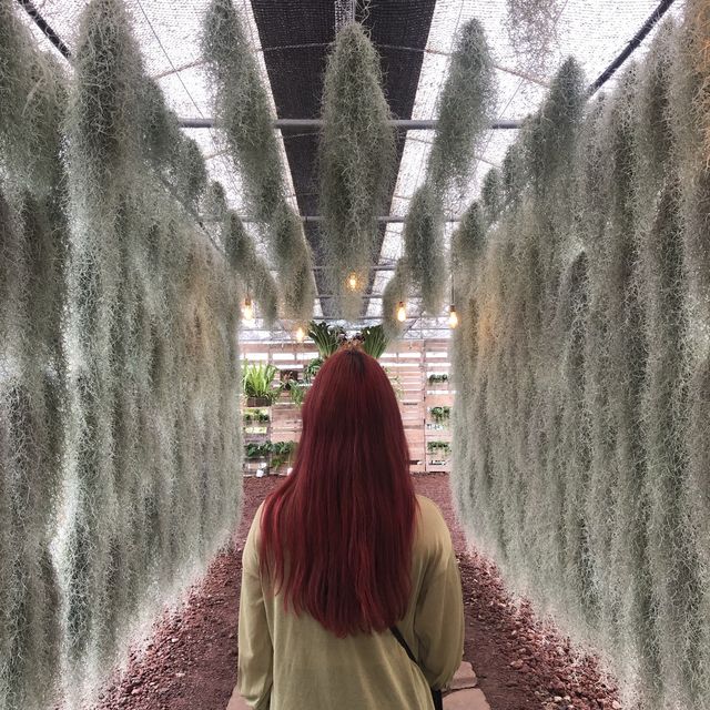 푸릇푸릇한 보롬왓 🌿