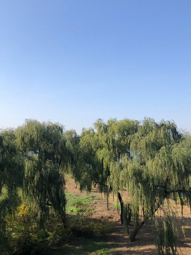단풍보러 선유도공원 🍁