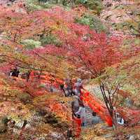 【紅葉巡り】京都ー北野天満宮