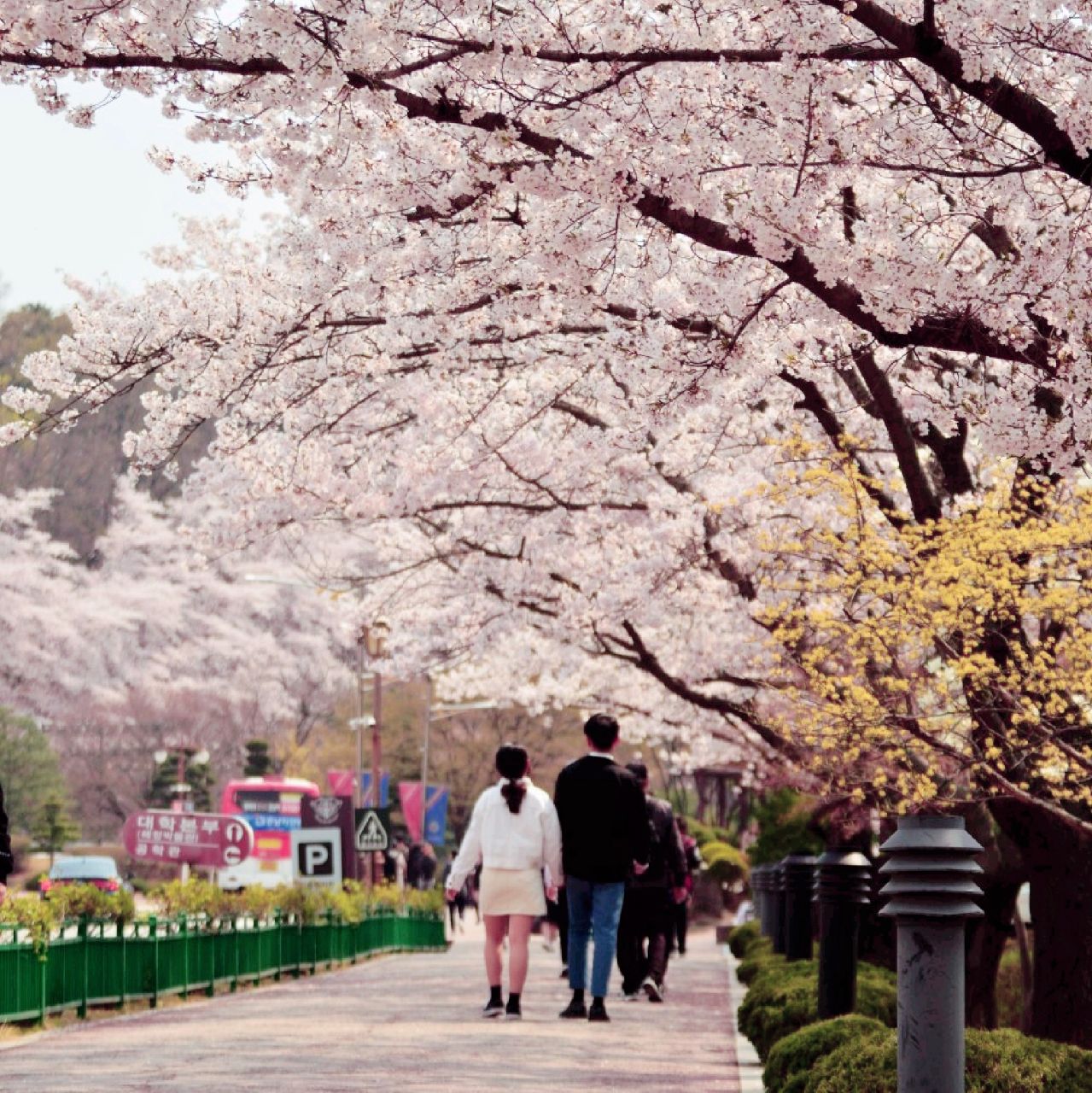 벚꽃 나들이는 여기서, 경희대학교 국제캠퍼스 | 트립닷컴 용인 벚꽃 나들이는 여기서, 경희대학교 국제캠퍼스 | 트립닷컴 용인