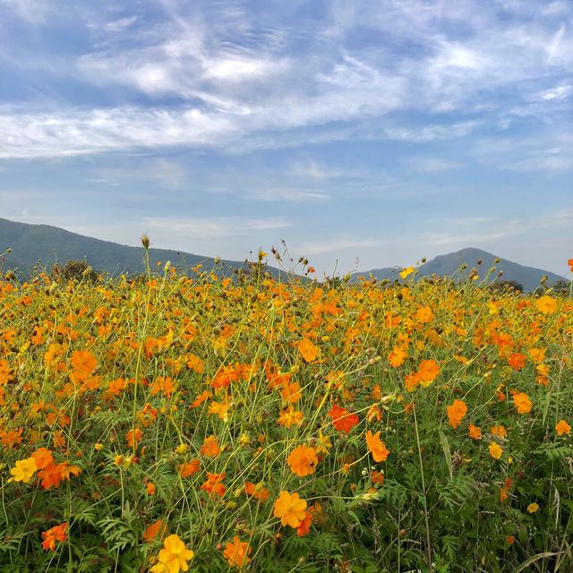 남양주 인생샷 핫플 꽃군락 "물의정원"