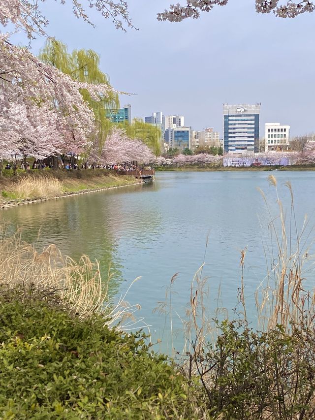 벚꽃맛집 그곳으로, [석촌호수]