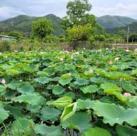 元朗信芯園 太陽花海何其壯觀