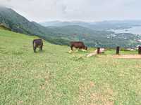 昂坪大草原· 馬鞍山-新手行山路徑