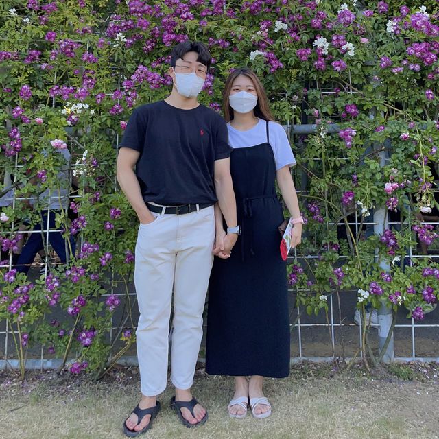 울산대공원 장미꽃 축제 