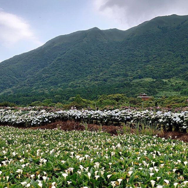 台北陽明山 ｜ 竹子湖海芋花田