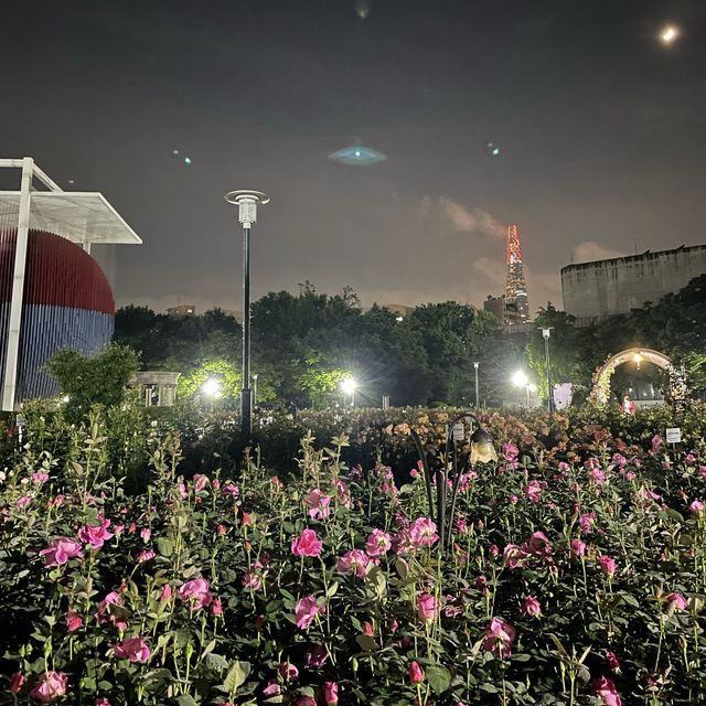 밤에도 예쁜 매력적인 장미공원🌹