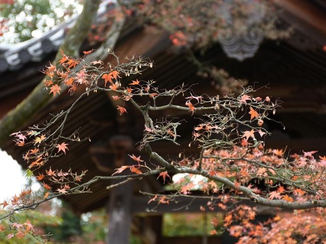 Beautiful Golden Pavilion 🍁🍂