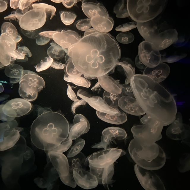 Under the SEA Aquarium SG
