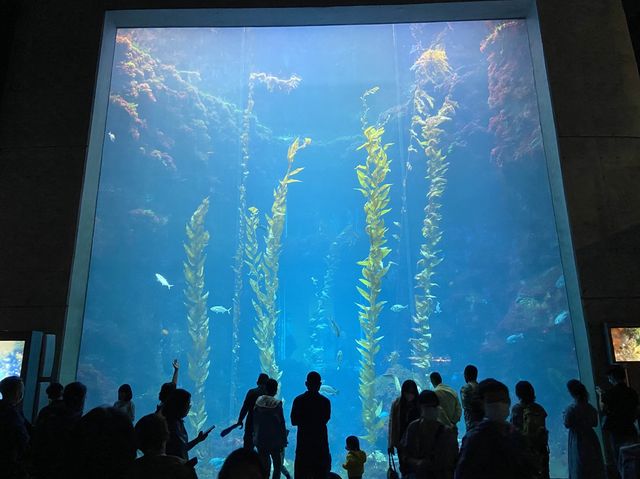 要看小白鯨和企鵝，就來海生館