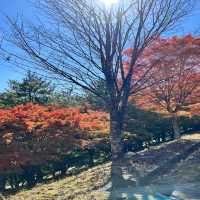 【長野】名前の通りの美しい紅葉