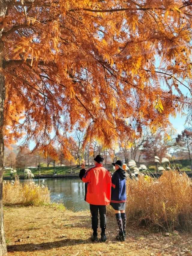 반영이 아름다운 담양 관방제림🤎11월말까지 예쁠거예요🍂