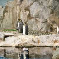 Jurong Bird Park, a flight to remember 