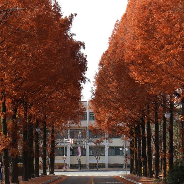가을을 만끽할 수 있는 전북대학교 캠퍼스🍂