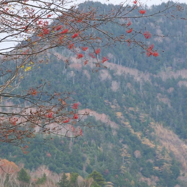 万座温泉の紅葉の様子