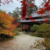 京都紅葉2022  天授庵の素晴らしいすぎる紅葉
