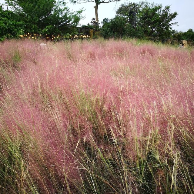 🌸粉紅色的💕心🌷🌸