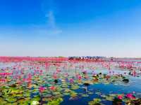 BOATING IN THE RED LOTUS SEA