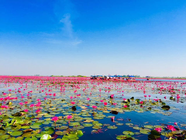 BOATING IN THE RED LOTUS SEA