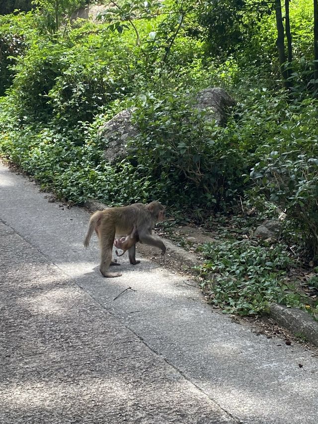 新手適宜行山路線！