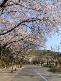 벚꽃 구경은 서울대공원에서 🌸🤍