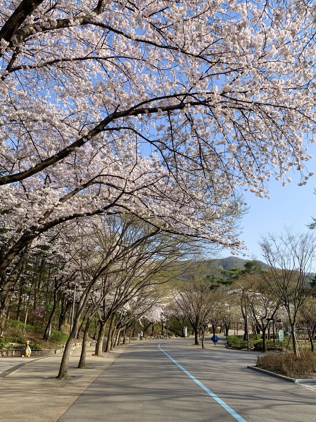 벚꽃 구경은 서울대공원에서 🌸🤍