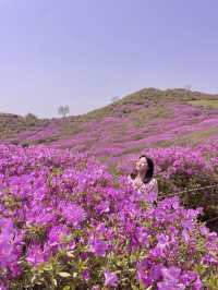 봄엔 철쭉보러 황매산 가야지 💗