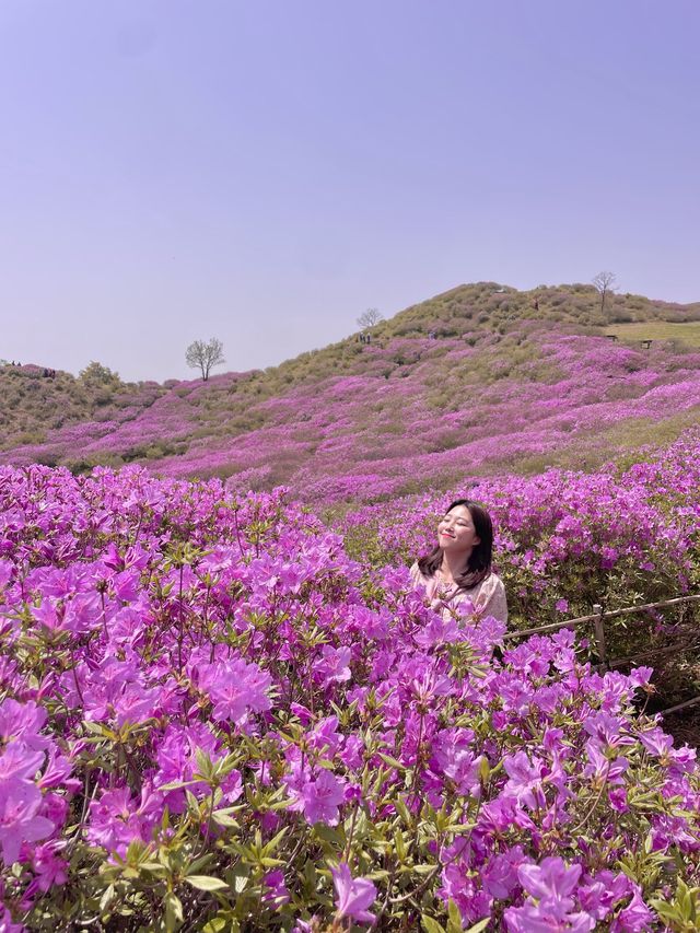 봄엔 철쭉보러 황매산 가야지 💗
