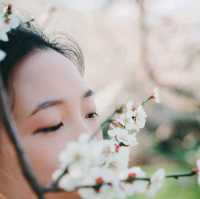 매화가 만개하는 광양매화마을의 풍경🌸