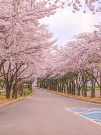봄에 벚꽃이 보고 싶을 때는 선유도공원으로🌸