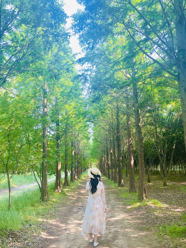 파란물결 가득한 당진 아그로랜드 꽃천국💙