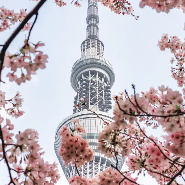 N Seoul Tower 🗼