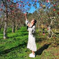 #Apple picking